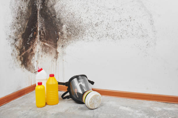 Best Commercial Mold Removal  in Cheshire Village, CT