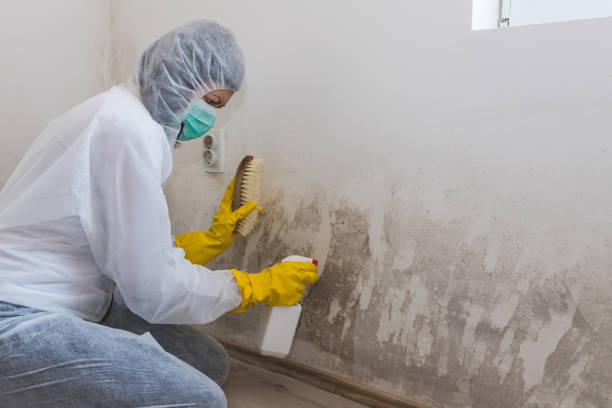 Best Residential Mold Removal  in Cheshire Village, CT