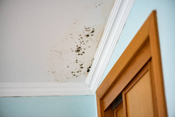 Best Mold Damage Repair  in Cheshire Village, CT