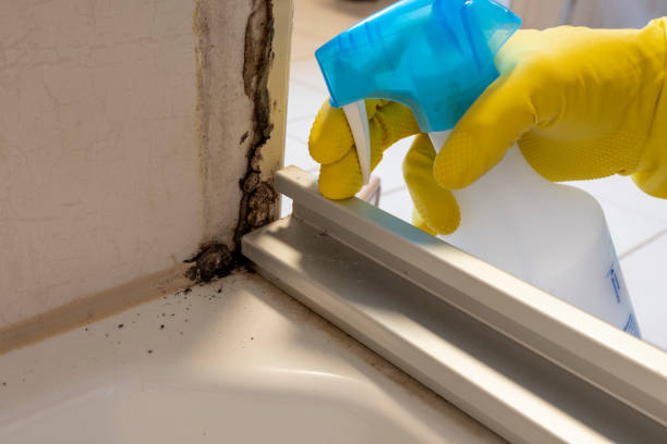 Best Professional Mold Removal  in Cheshire Village, CT