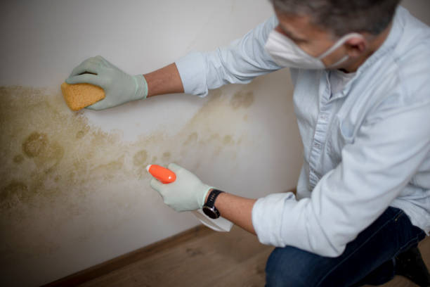 Best Mold Remediation  in Cheshire Village, CT