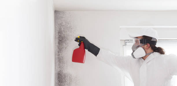 Best Toxic Mold Removal  in Cheshire Village, CT