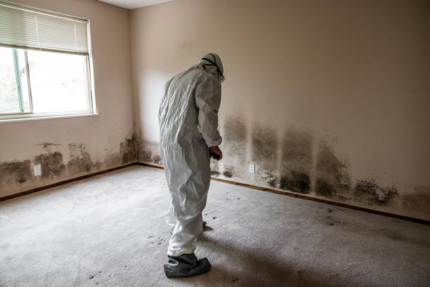 Best Crawl Space Mold Removal  in Cheshire Village, CT
