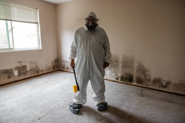 Best Certified Mold Removal  in Cheshire Village, CT
