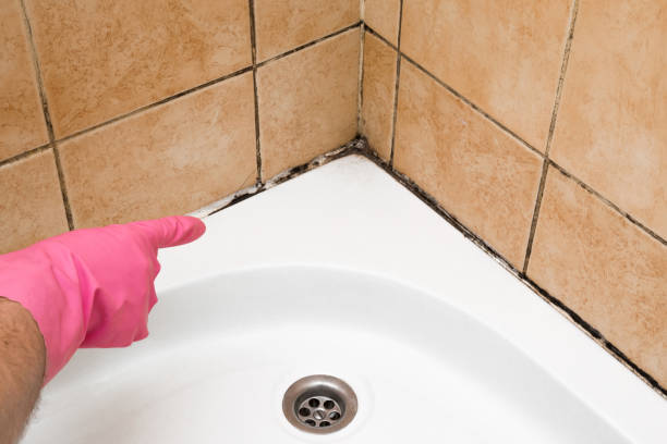 Best Fast Mold Removal  in Cheshire Village, CT